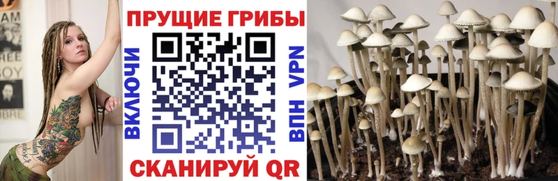 KRAKEN ONION  Сясьстрой  Галлюциногенные грибы Psilocybine cubensis 